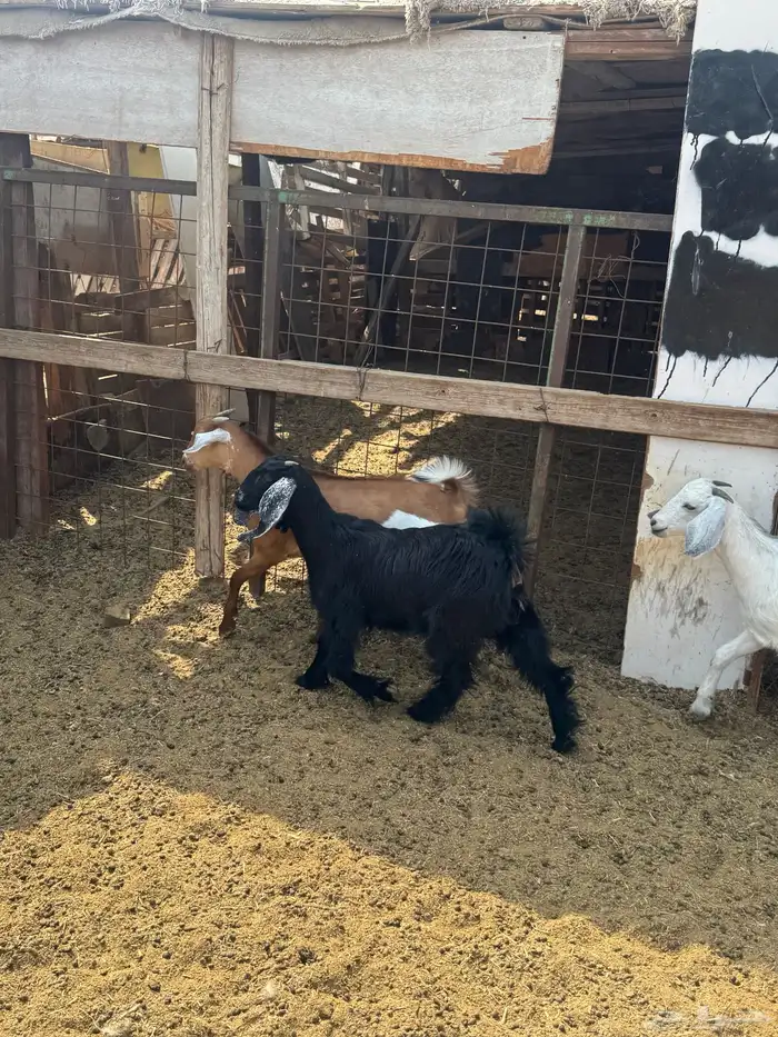 جفار وتيس مضبي 4