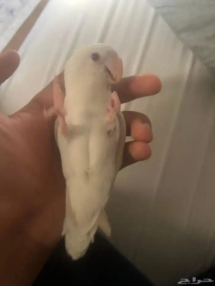 روز بينو للبيع 6