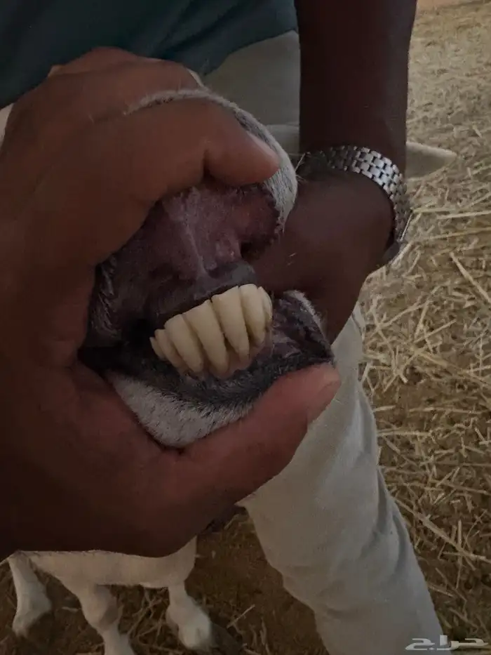 نعجه حرشاء 0