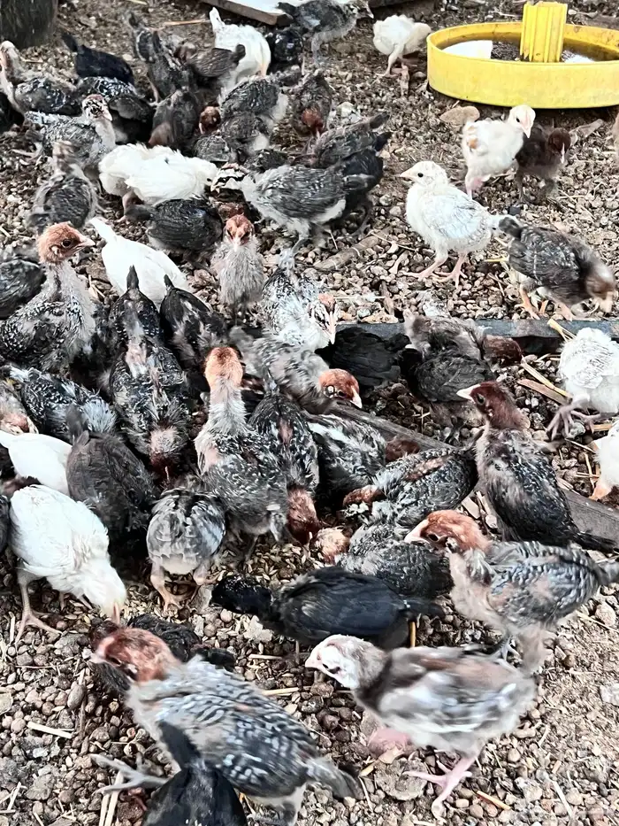 صوص مشكل طيب 4