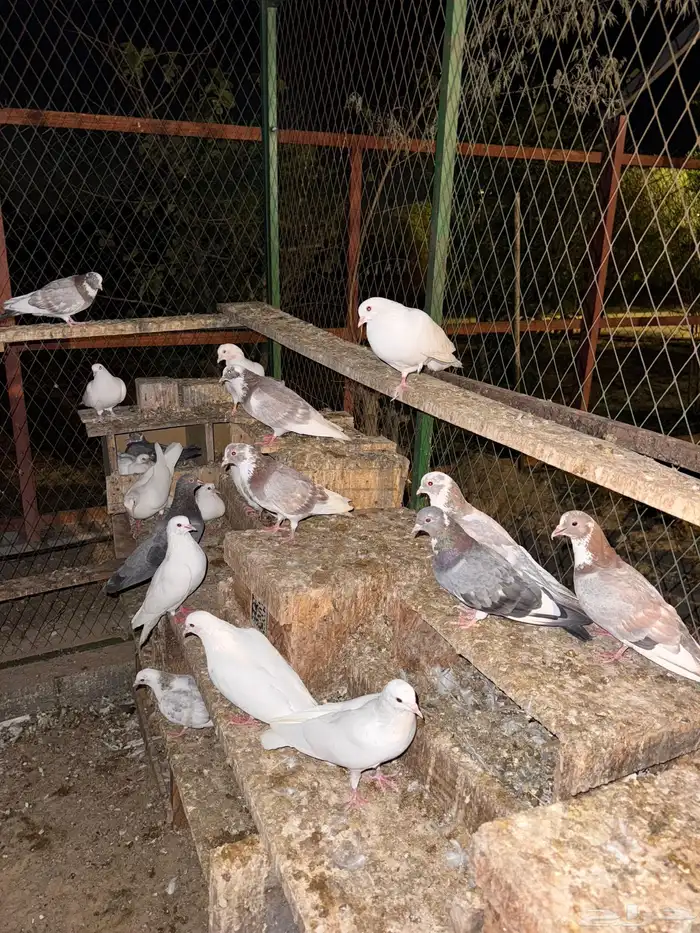 حمام مكاوي سلالة طيبة 0