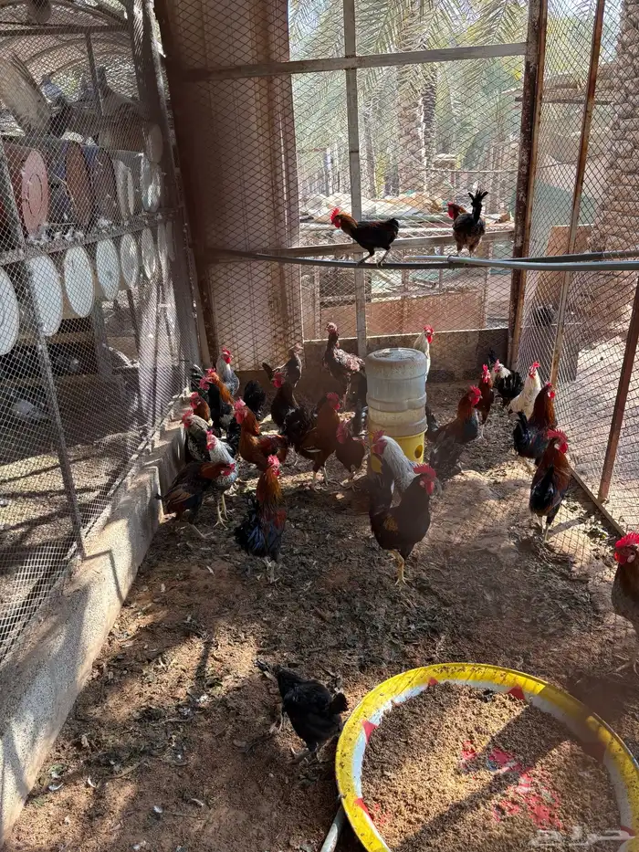 ديكه بلديه 0