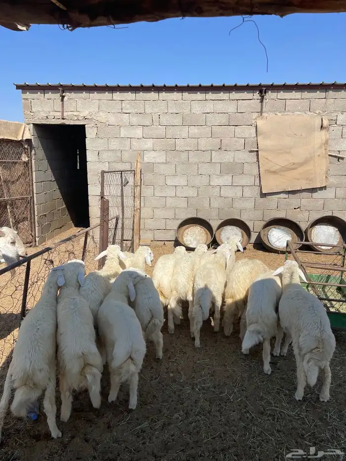 طليان وسط طيبه 1