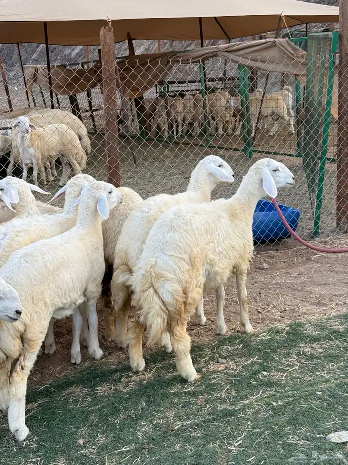 رخال فواخر صنف 1