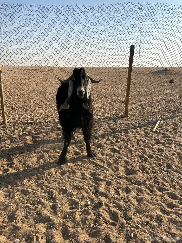 تيوس عوارض 1