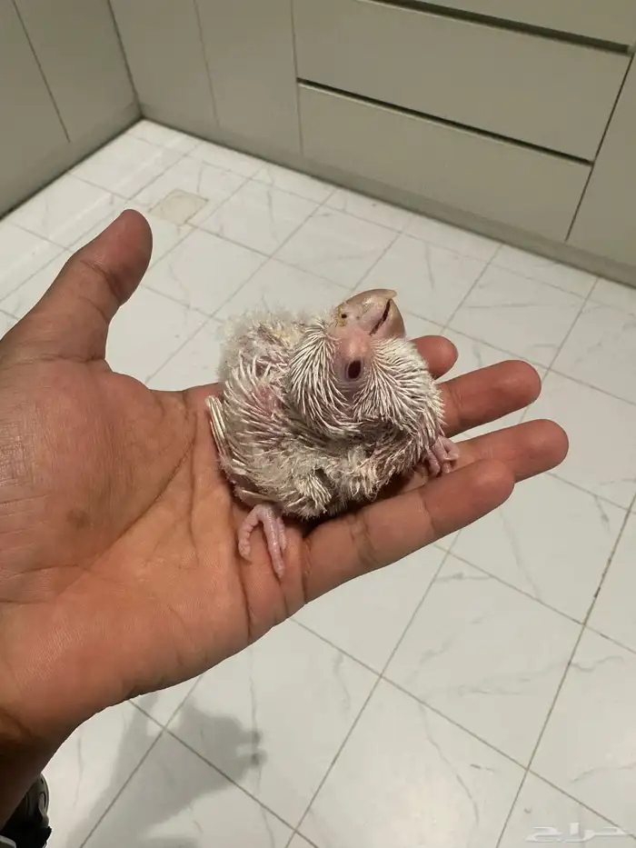 فروخ كويكر (تم البيع) 4