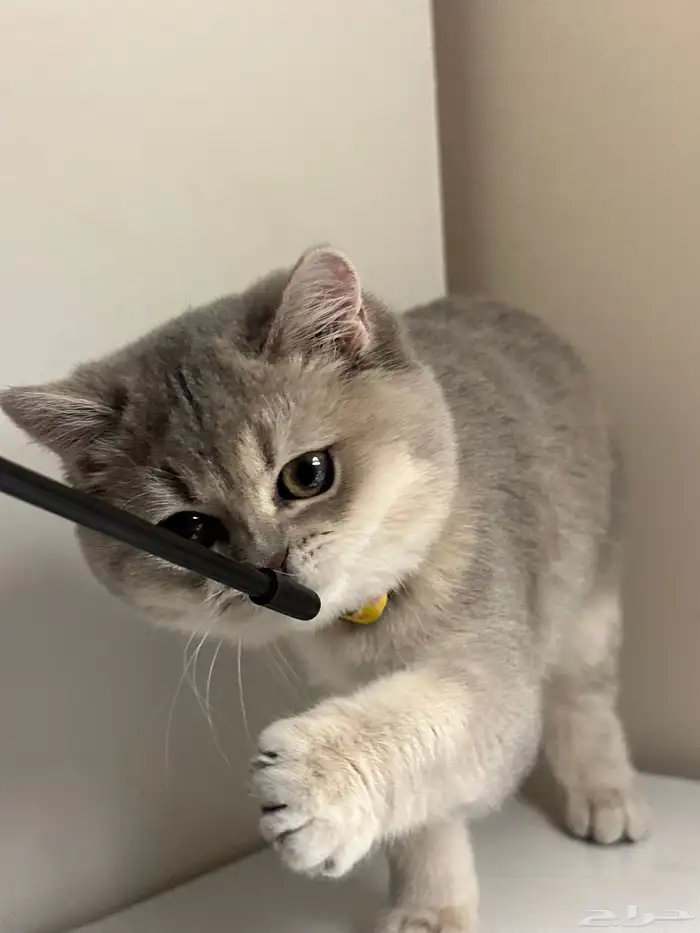 للبيع قطط سكوتش ستريت - بريتش مكس 4