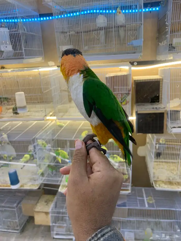 للبيع ببغاء كايك اليف 1