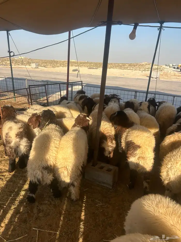 نعيم جبر ناهي فاخر وهرافي وحريات جبر ناهي وهرافي 15