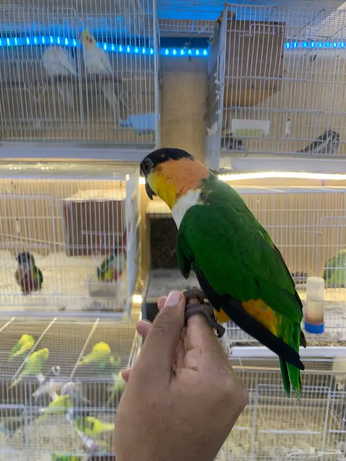 للبيع ببغاء كايك اليف 4