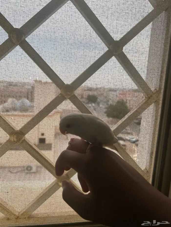 روز بينو للبيع 1