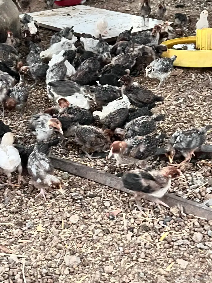 صوص مشكل طيب 0