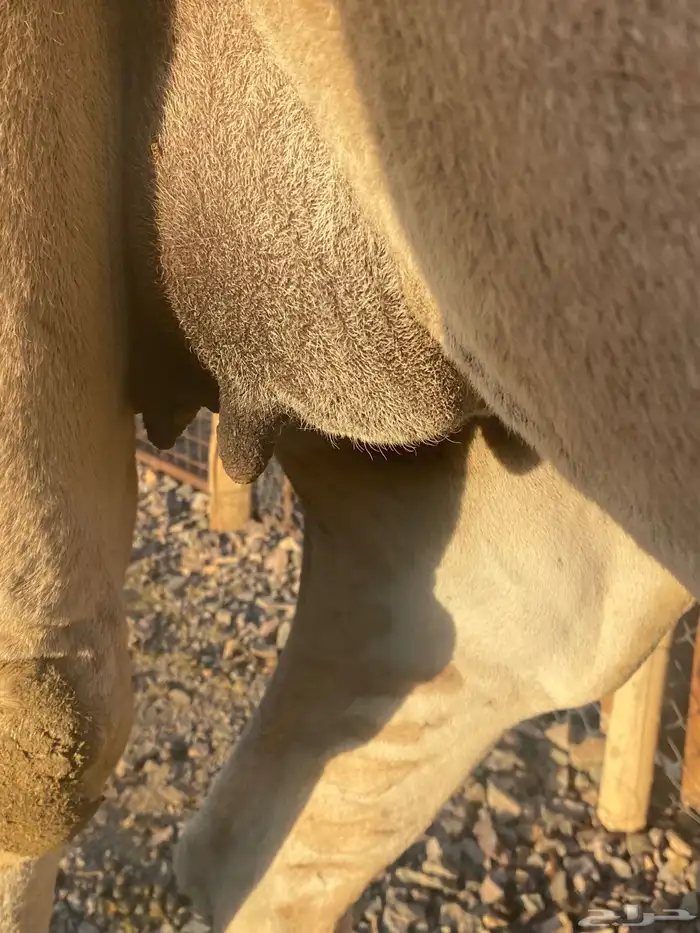 ناقه طيبه لقحه تم البيع 1