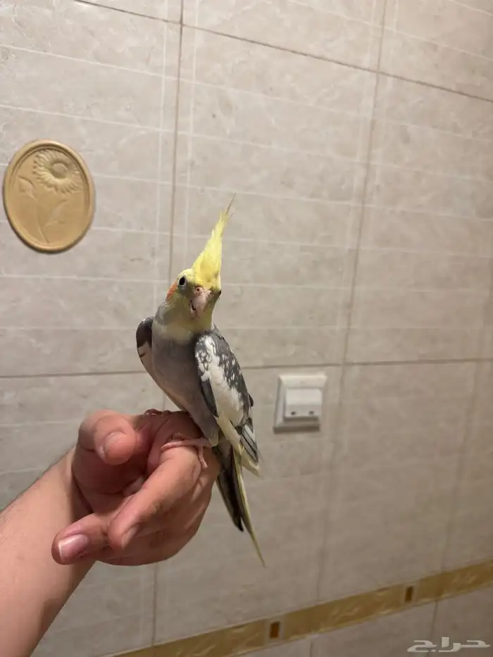 كروان للبيع 0