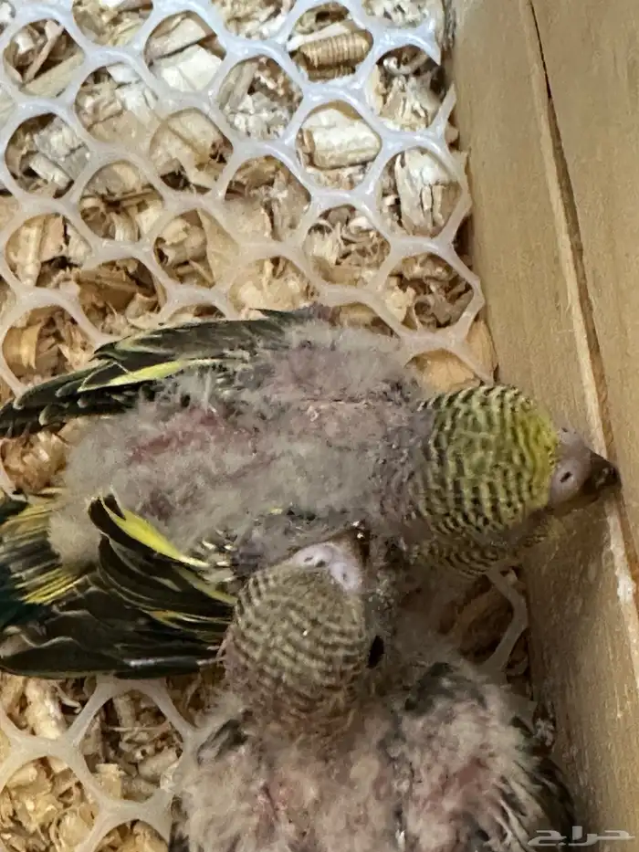 فروخ الباجي للبيع 2