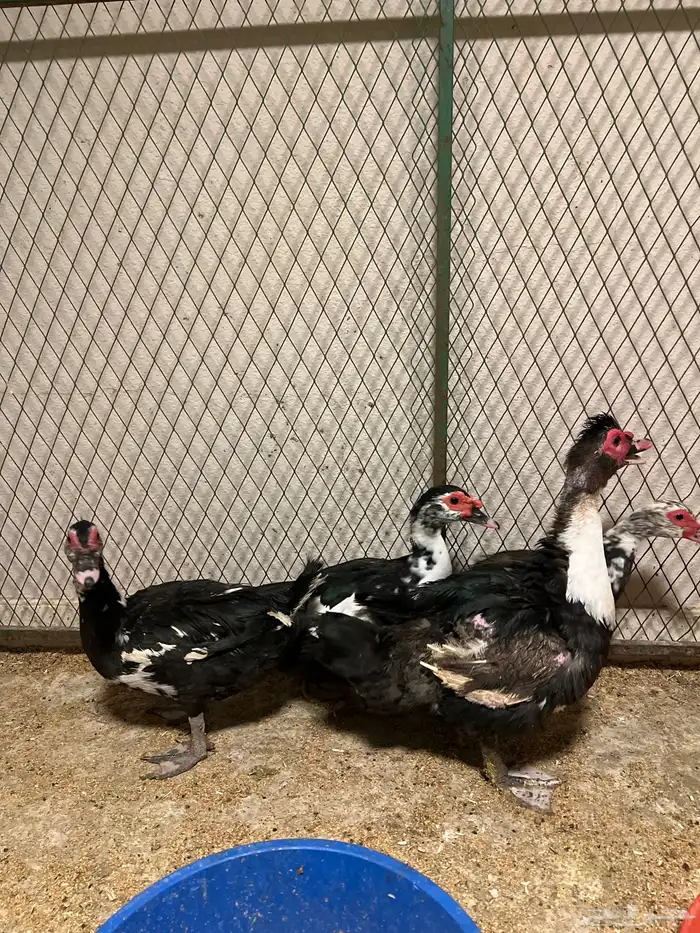 تم البيع بط شهرمان 1