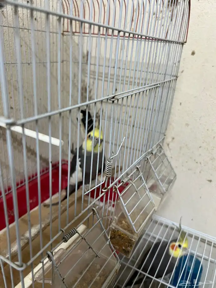 ذكر كوكتيل للبيع 2