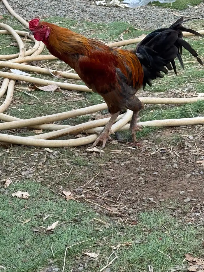 ديوك للبيع 10