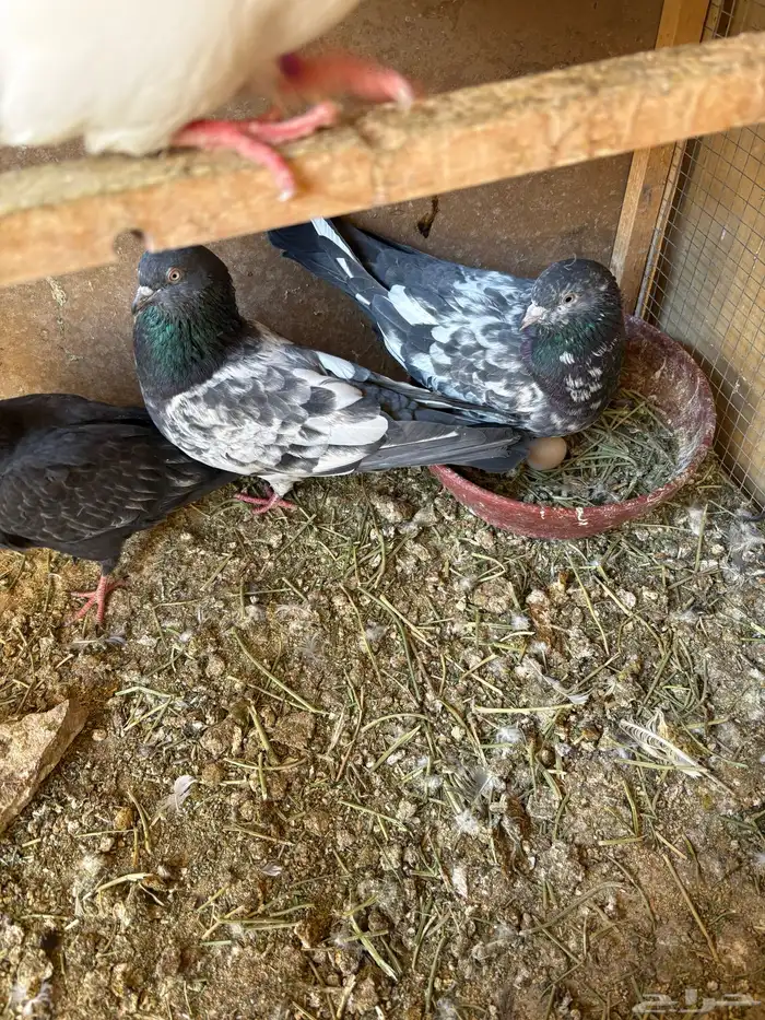 حمام باكستاني تيدي قولدن لاكا كواسير . 5 اجواز 3