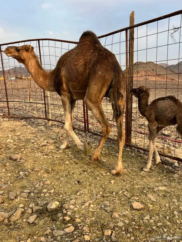 خلفه حمرا دهما ب 7200 تم البيع 2