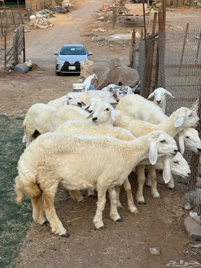 رخال فواخر صنف 0