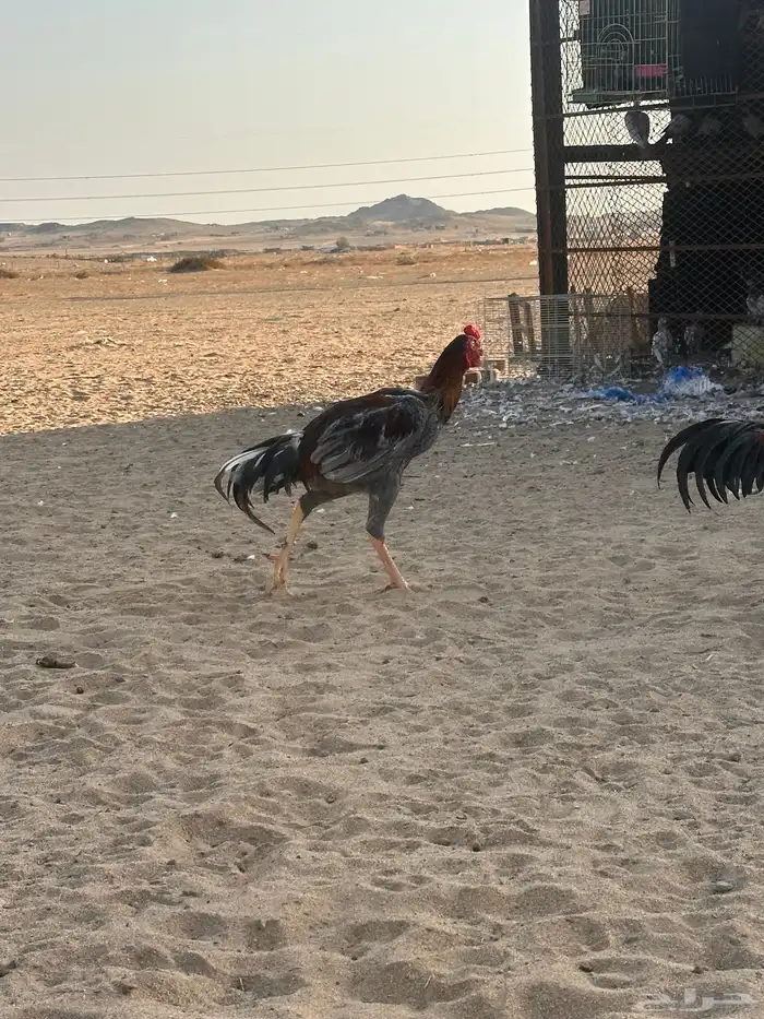 دجاج باكستاني 5