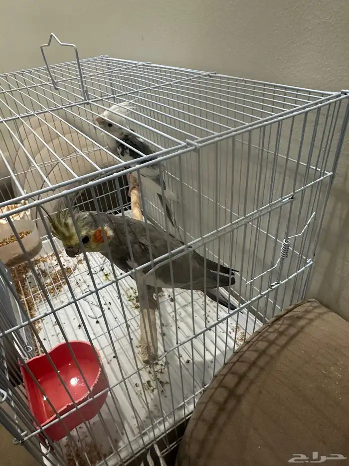 طيور كروان 2