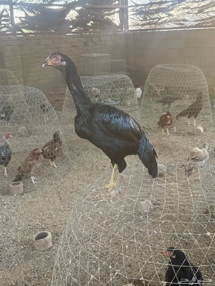 دجاجه سنديه 2