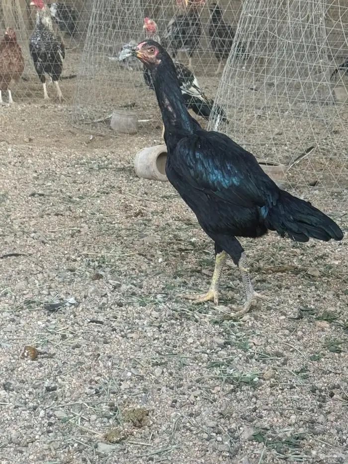 دجاجه سنديه 0