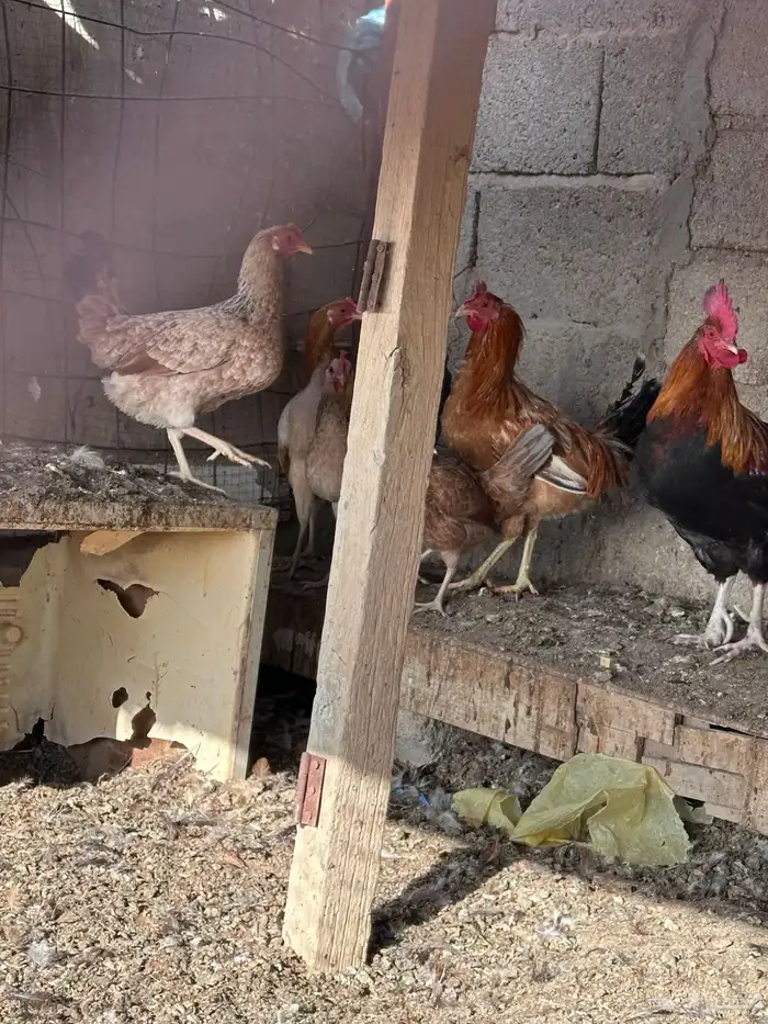 دجاج بلدي للبيع 3