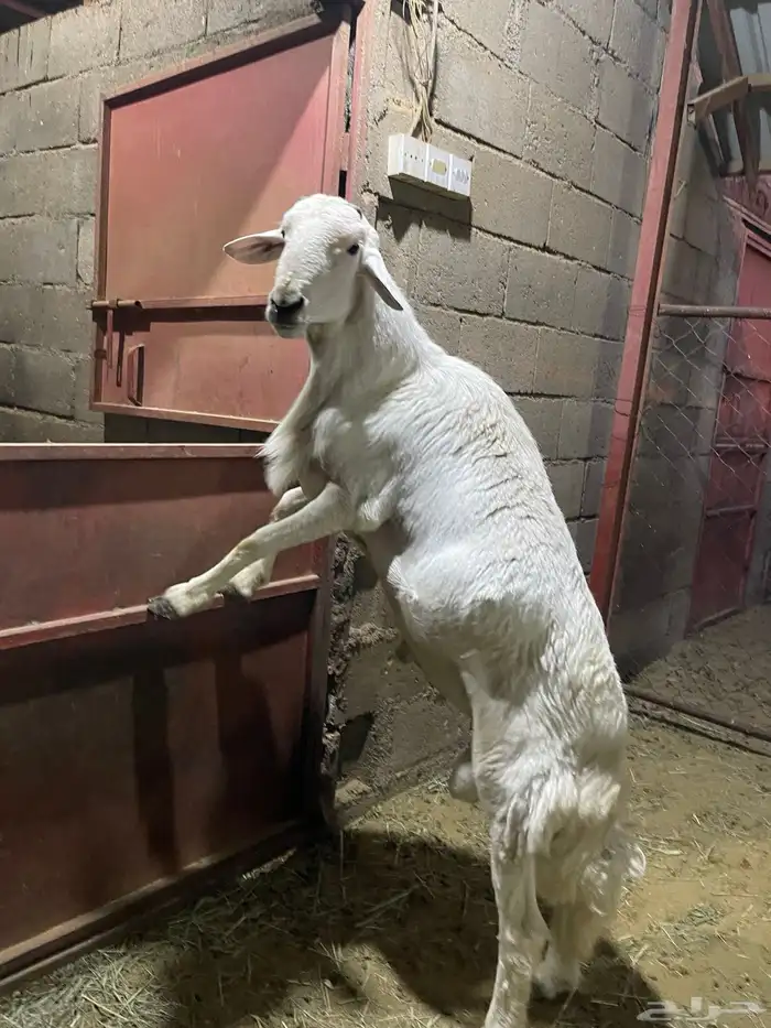 خروف فحل حري صنف مشروط من المالطية 4