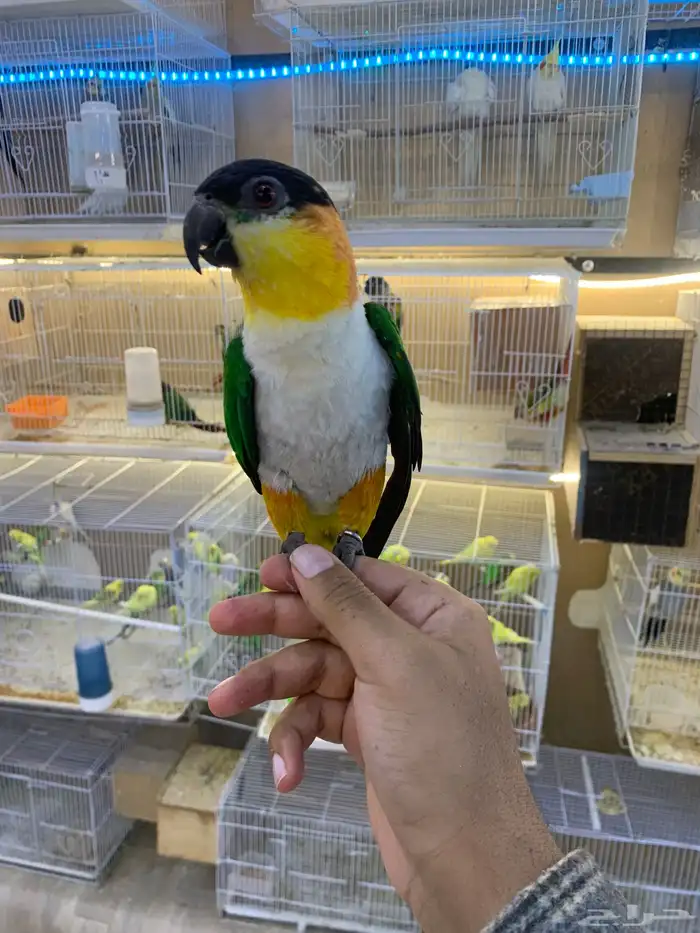للبيع ببغاء كايك اليف 6