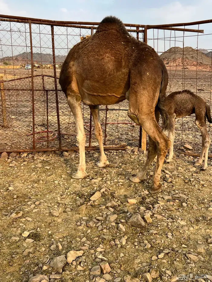 خلفه حمرا دهما ب 7200 تم البيع 1