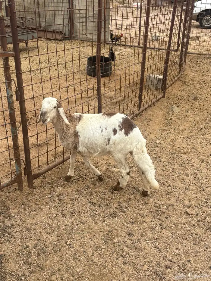 رخل سواكنيه تم البيع 4