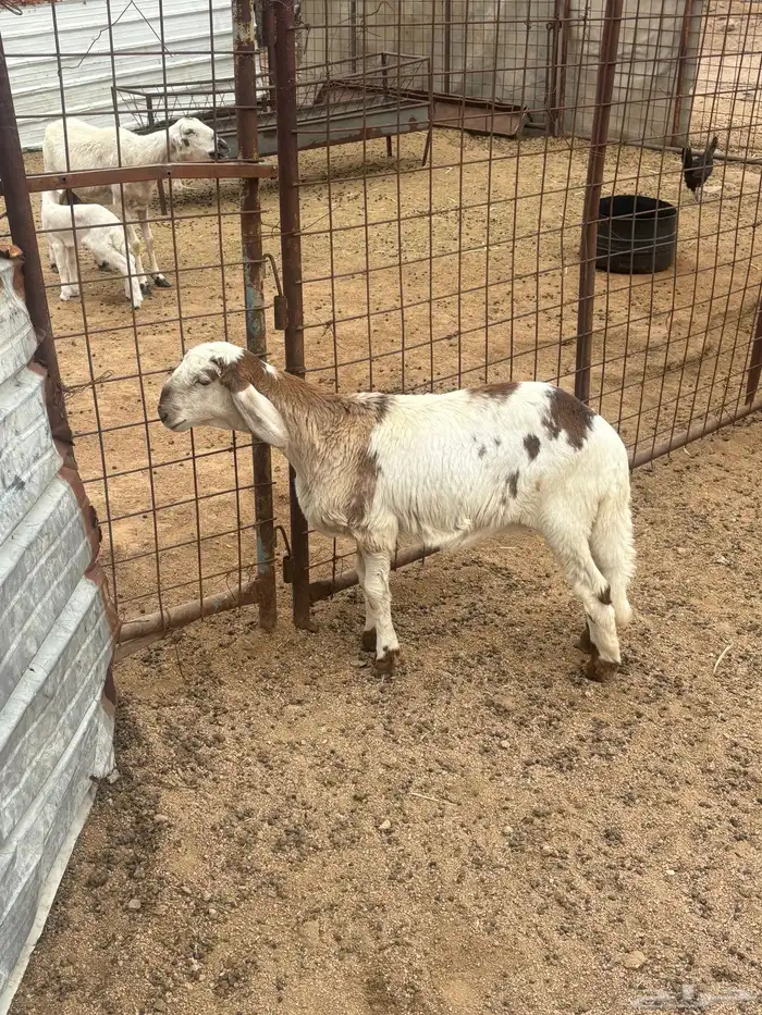 رخل سواكنيه تم البيع 0