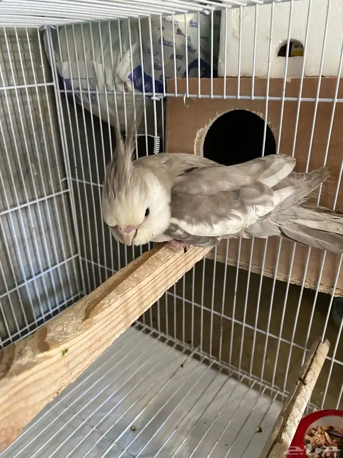 للبيع ذكر كروان 0