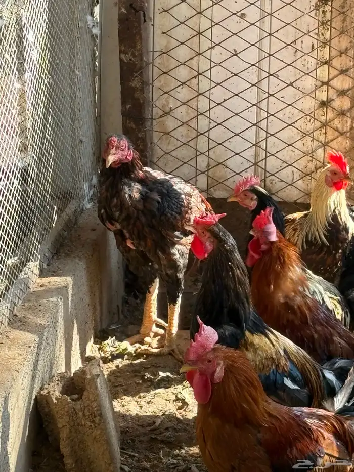 ديكه بلديه 2