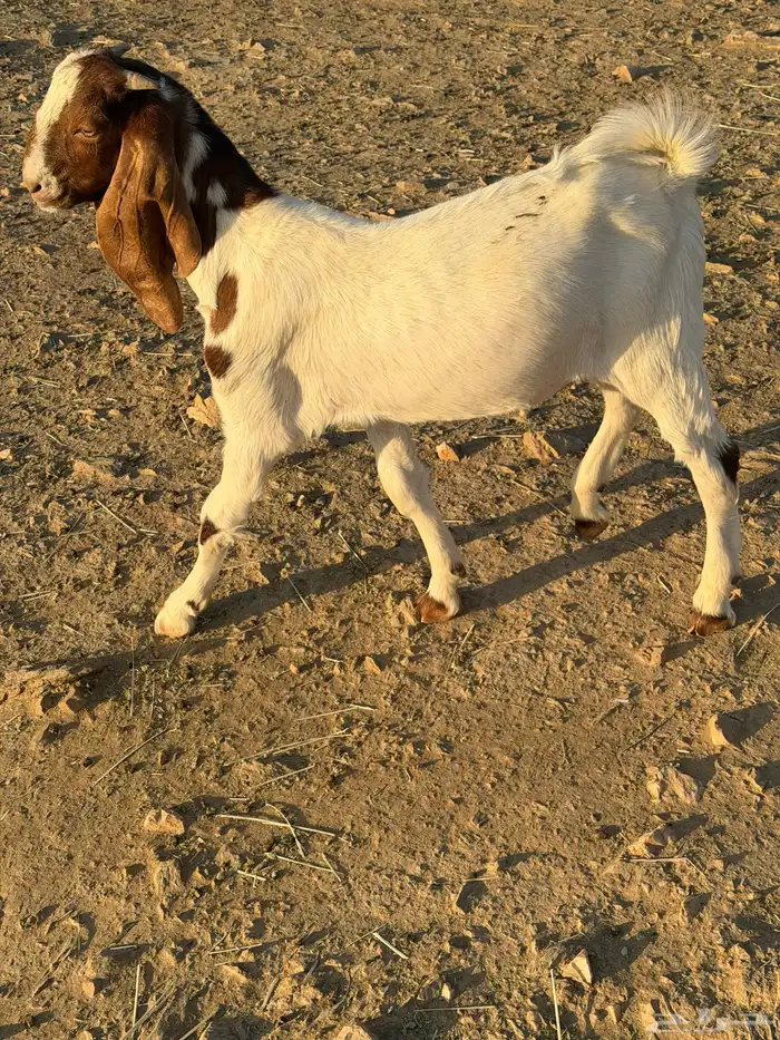 تيوس للبيع 6