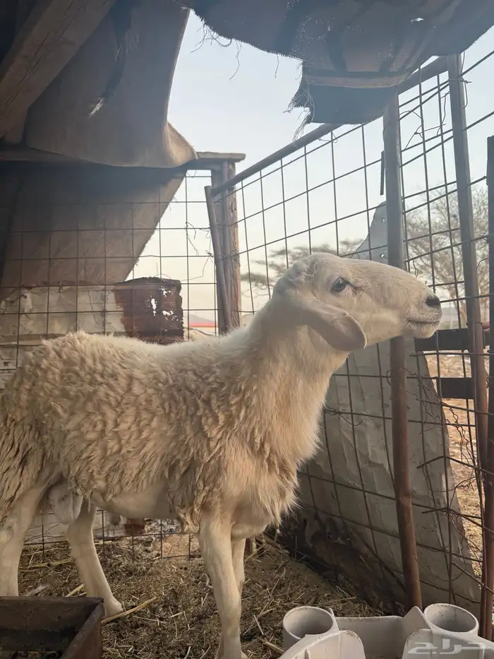 طلي حري ثني تومي 3 0