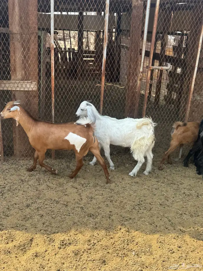 جفار وتيس مضبي 5