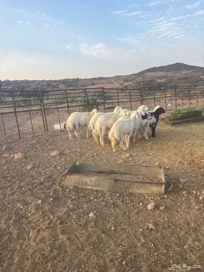 طليان جبره عدد 9 شمال الطائف 160 ك ضواحي المحاني 1