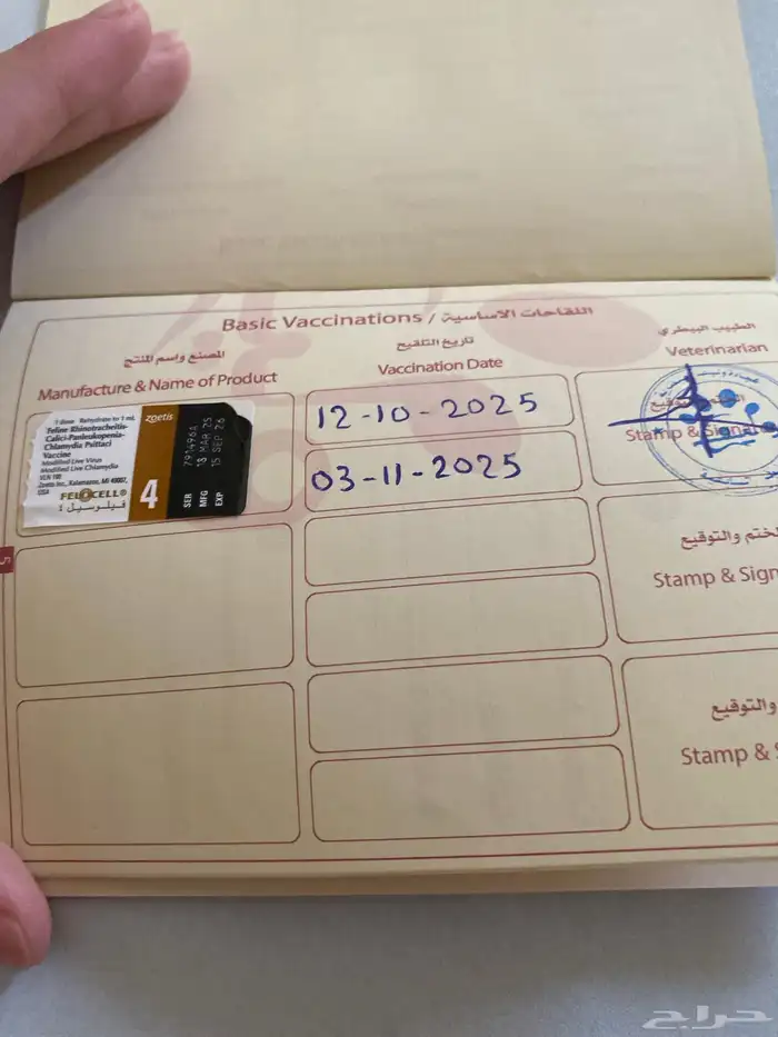 قط سكوتش ستريت للبيع مستعجل سبب البيع السفر 2