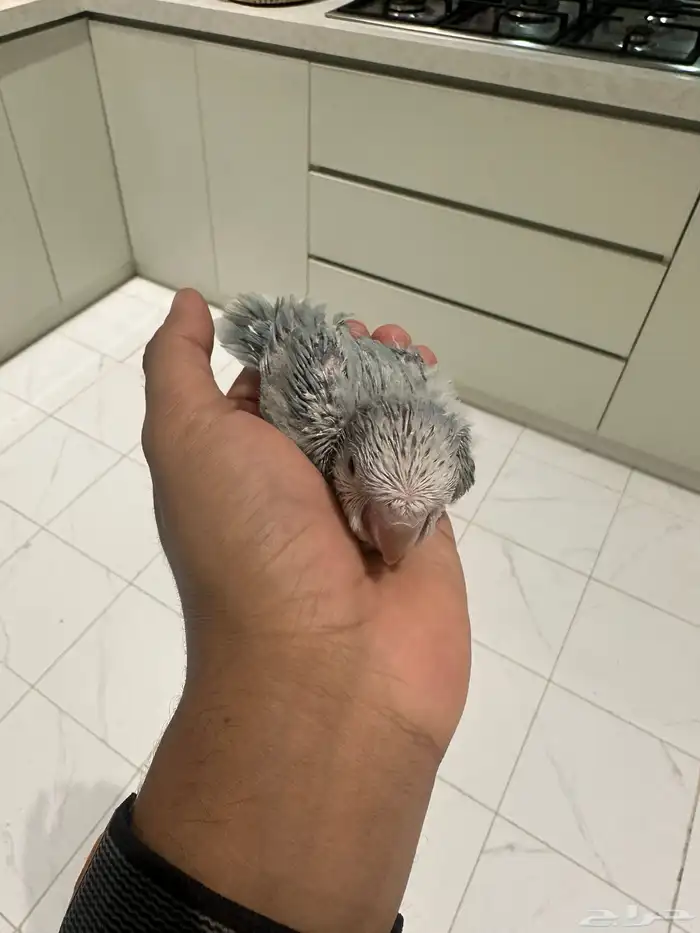 فروخ كويكر (تم البيع) 6