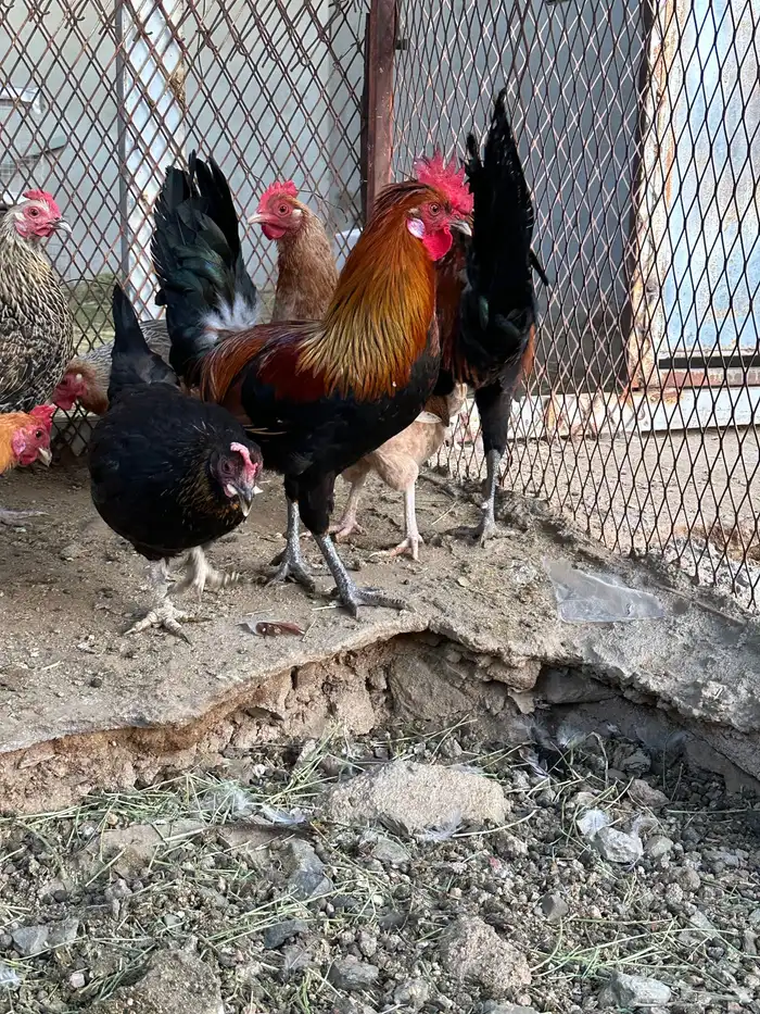 ديوك ترثه 13