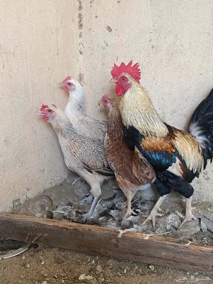 دجاج بلدي ترثه 0