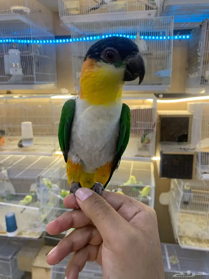 للبيع ببغاء كايك اليف 5