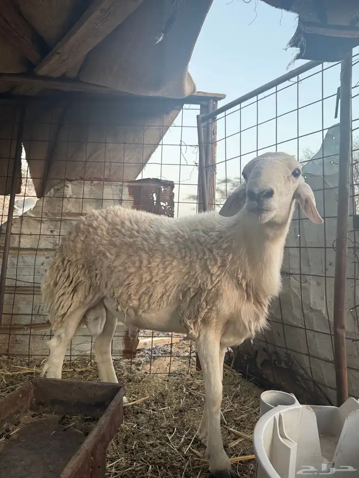 طلي حري ثني تومي 3 2