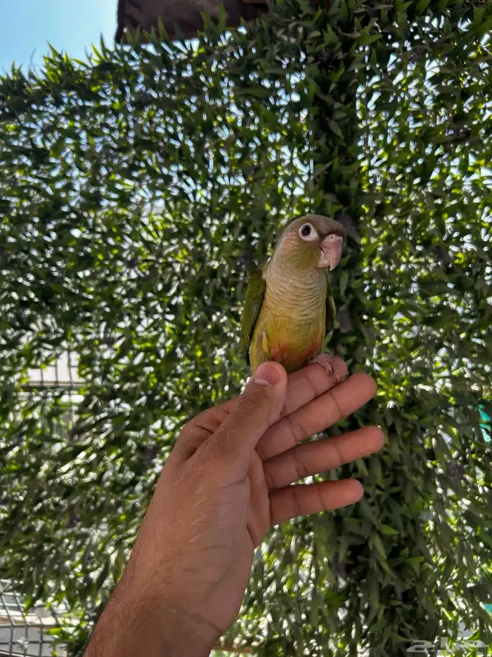 فرخ كنيور سلمون اليف و هدد داخلي 2