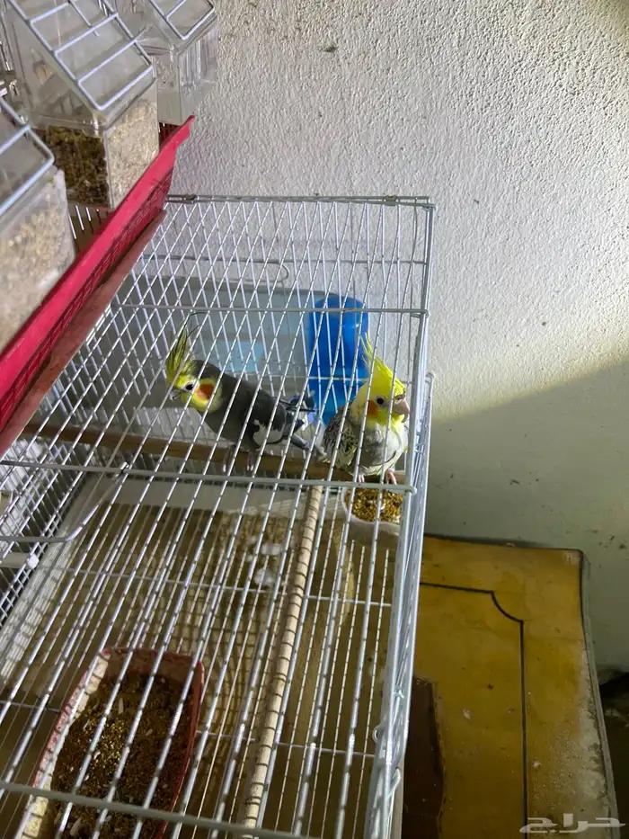 زوج كوكتيل منتج 2