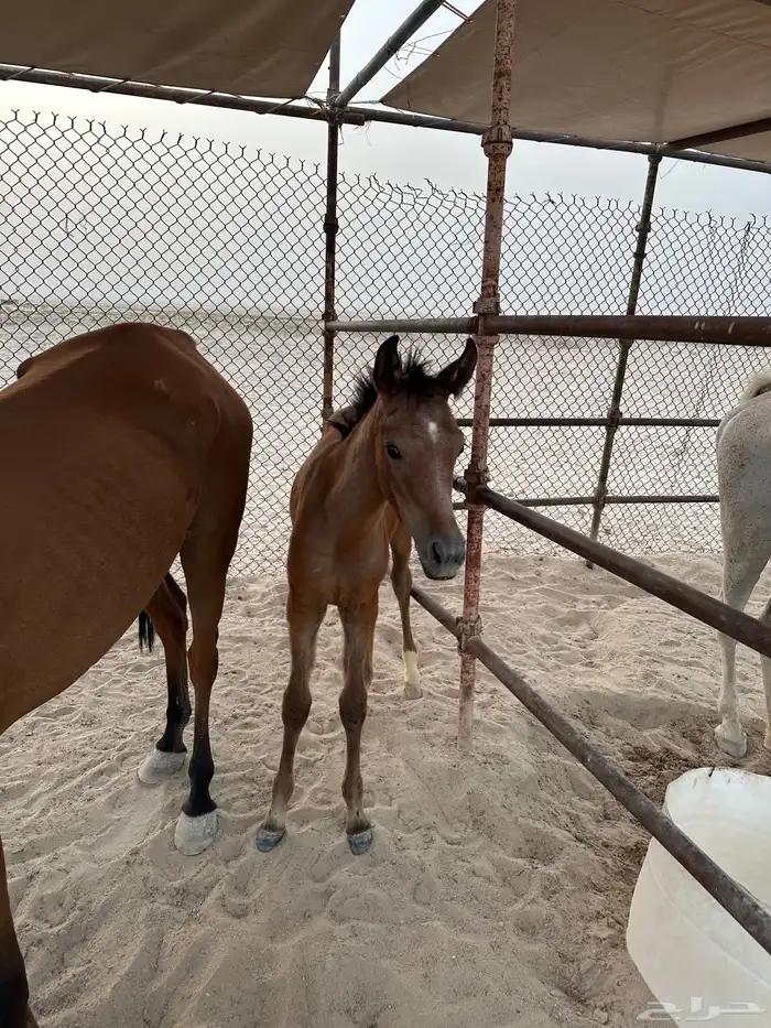 فرس واهو ومهرتين واهو مركب الشرايح 5